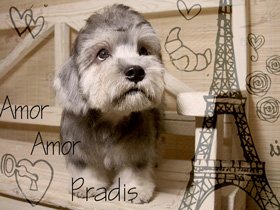 Amor Amor Pradis - Dandie Dinmont puppy for Sale