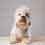 Shtrudel - Dandie Dinmont puppy for Sale