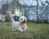 Dandie Dinmont Terrier puppy for Sale