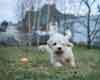Dandie Dinmont Terrier puppy for Sale