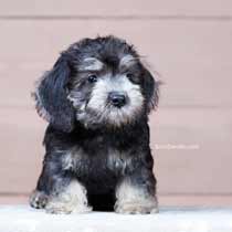 Benedict - Dandie Dinmont puppy
