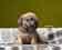 Wylingford - Dandie Dinmont terrier