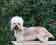 Dandie Dinmont terrier - Shadberry