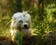 Dandie Dinmont terrier - Shadberry