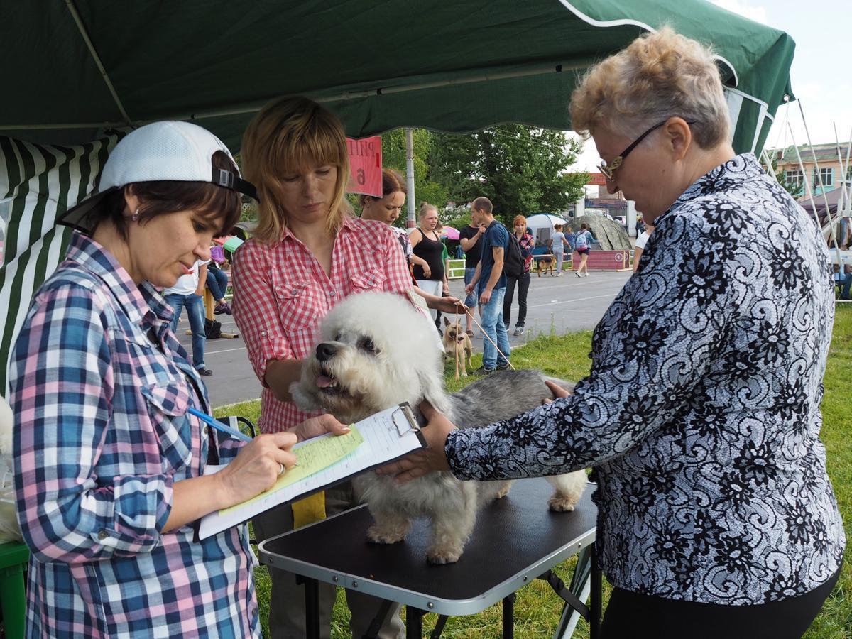 My love - Dandie Dinmont terrier