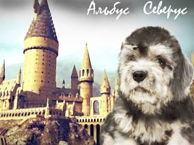 Albus Severus - Dandie Dinmont puppy for Sale