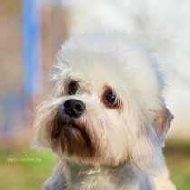 Shafran - Dandie Dinmont puppy for Sale