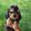 Shirley - Dandie Dinmont puppy for Sale