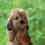 Shtrudel - Dandie Dinmont puppy for Sale