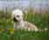 Schopenhauer - Dandie Dinmont puppy for Sale