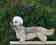 Schopenhauer - Dandie Dinmont puppy for Sale