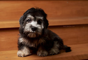 Galadriel - Dandie Dinmont puppy