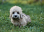 Goldie - Dandie Dinmont puppy