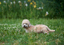 Goldie - Dandie Dinmont puppy
