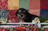 Dinasty - Dandie Dinmont puppy