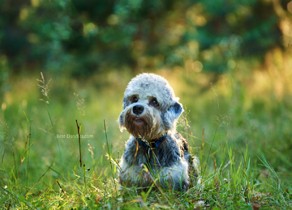 Venkman - Dandie Dinmont terrier