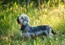 Venkman - Dandie Dinmont terrier