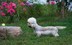 Wanda-Miatrix - Dandie Dinmont terrier
