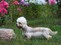 Wanda-Miatrix - Dandie Dinmont terrier